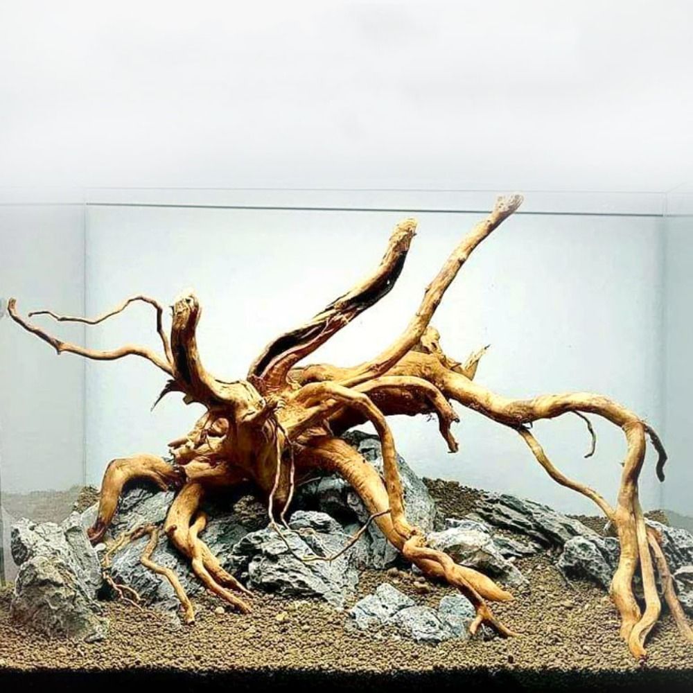 Planted Aquarium Bowl - 20-25CM Büyük Akvaryum Driftwood Doğal Balık