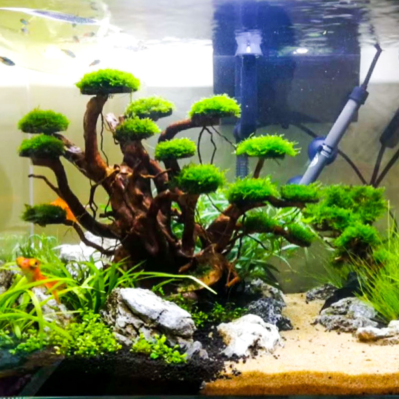 Aquarium Planting Ideas - Akvaryum Peyzaj Süslemeleri Yosun Ağacı İskeleti