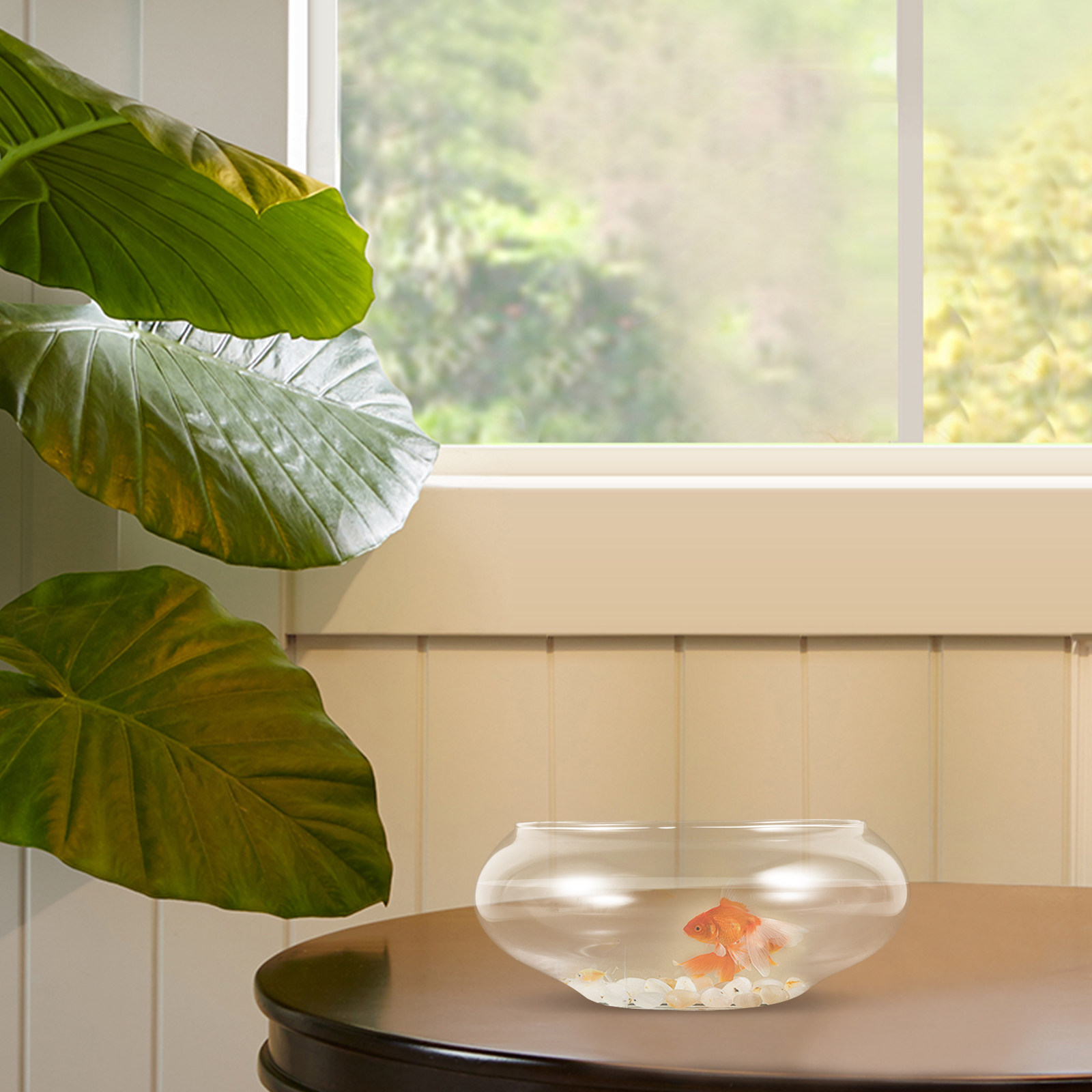 Şeffaf Cam Balık Kabı, Yuvarla - Planted Aquarium Bowl incelemesi ve fiyatı